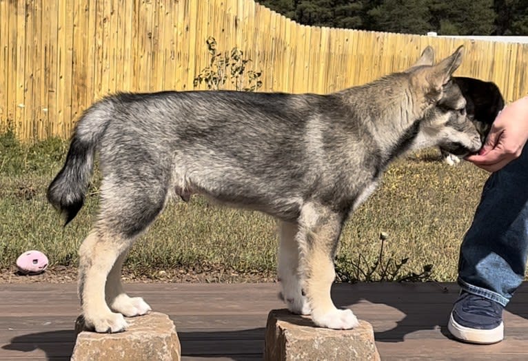 Stryker, a West Siberian Laika and Alaskan-type Husky mix tested with EmbarkVet.com