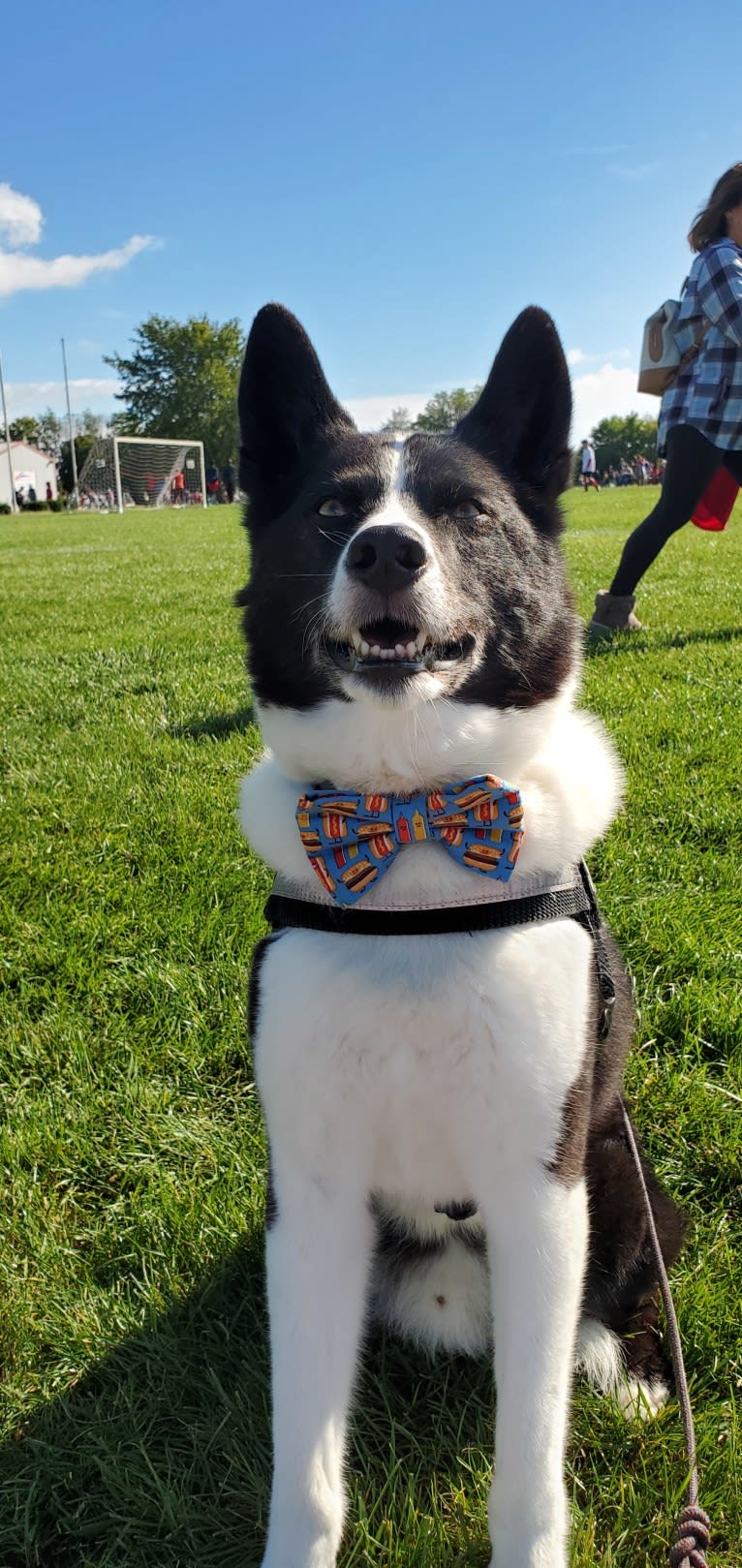 Dumaw Oakenshield, a Karelian Bear Dog tested with EmbarkVet.com