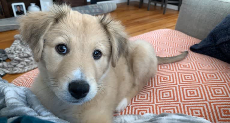 Walter, an Australian Cattle Dog and Siberian Husky mix tested with EmbarkVet.com