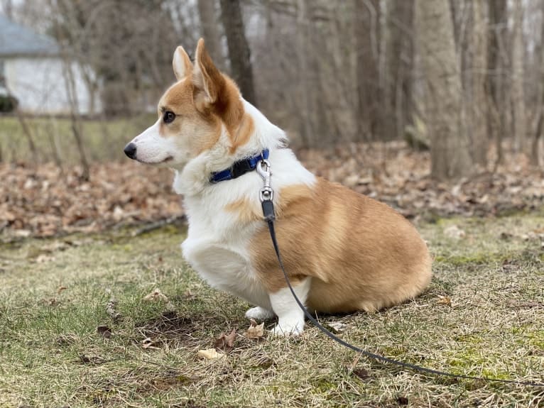 Kudzu (Zuzu), a Pembroke Welsh Corgi tested with EmbarkVet.com