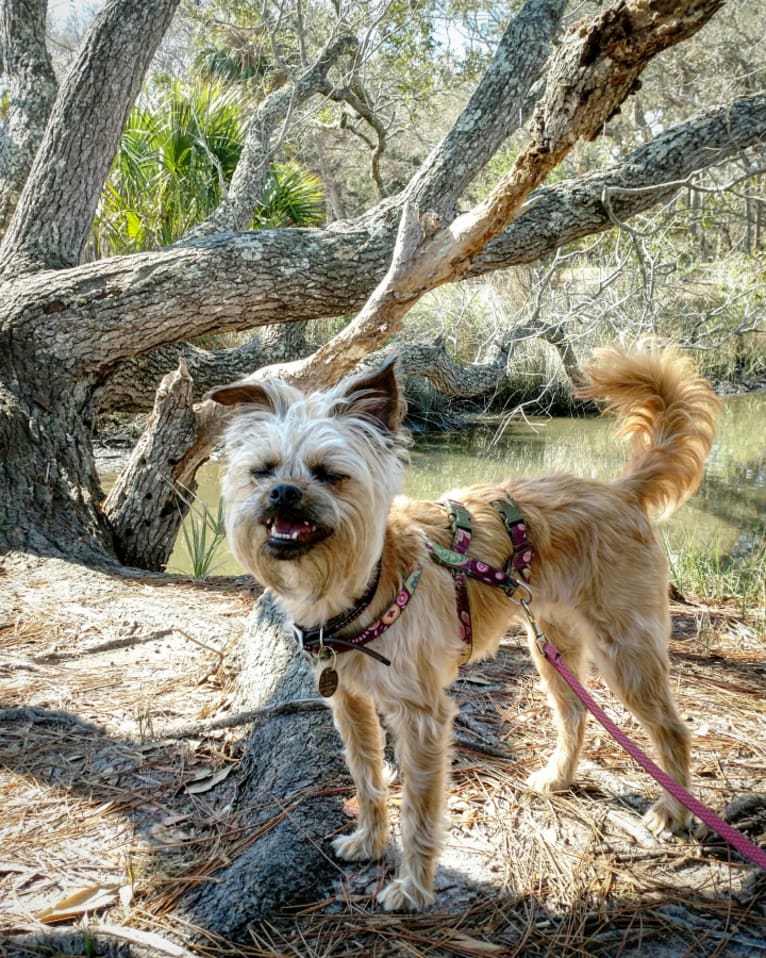 Reese, a Brussels Griffon and Poodle (Small) mix tested with EmbarkVet.com