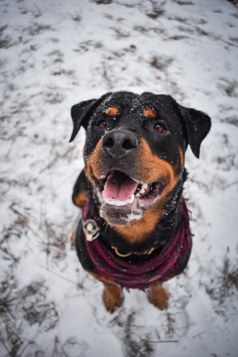 Daisy Mae, a Rottweiler tested with EmbarkVet.com