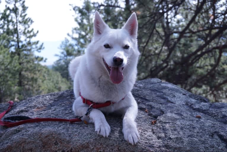 Shadow, an American Eskimo Dog and Australian Cattle Dog mix tested with EmbarkVet.com