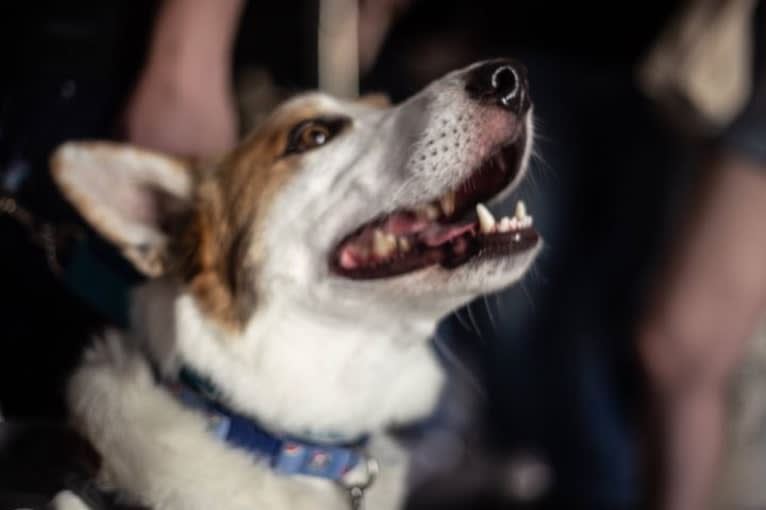 Amos, an Australian Cattle Dog and Schipperke mix tested with EmbarkVet.com
