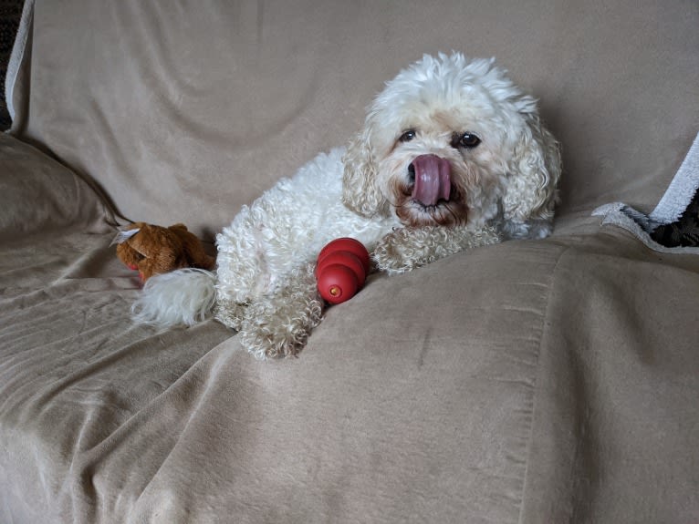 Molly, a Cavachon tested with EmbarkVet.com