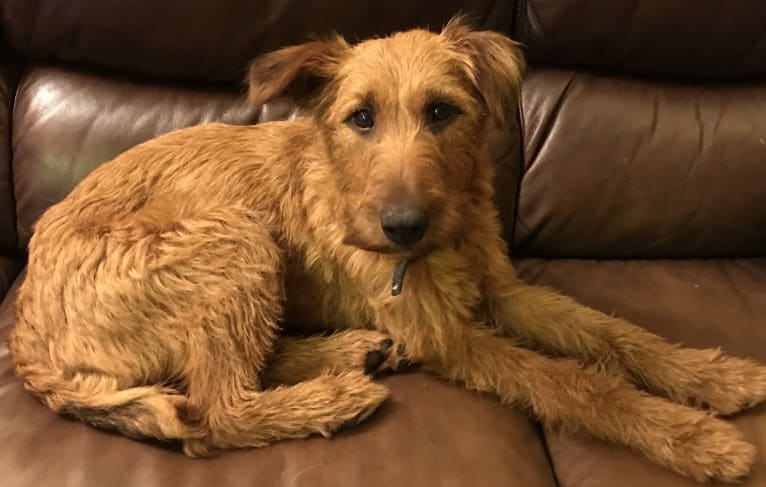 Luna, an Irish Terrier tested with EmbarkVet.com