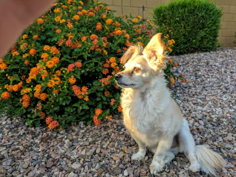 Brix, a Chihuahua and Poodle (Small) mix tested with EmbarkVet.com