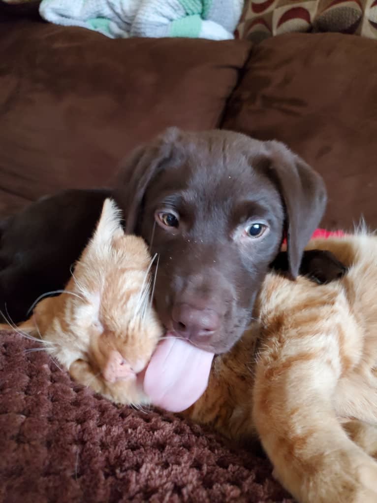 Zephyr, a Labrador Retriever tested with EmbarkVet.com