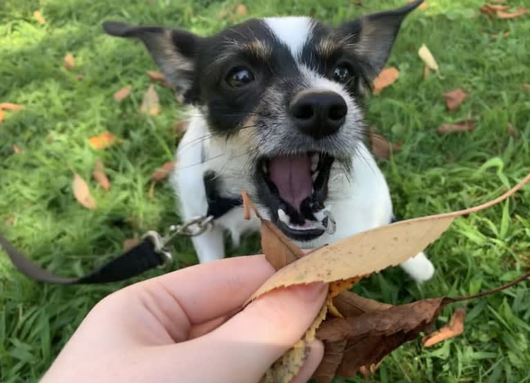 Moxie, a Chihuahua and Yorkshire Terrier mix tested with EmbarkVet.com