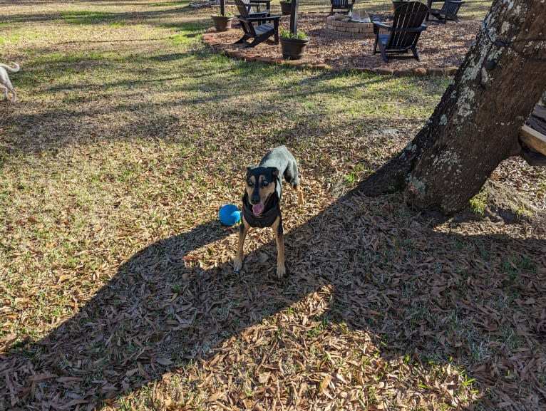 Skye, a Treeing Walker Coonhound and Labrador Retriever mix tested with EmbarkVet.com