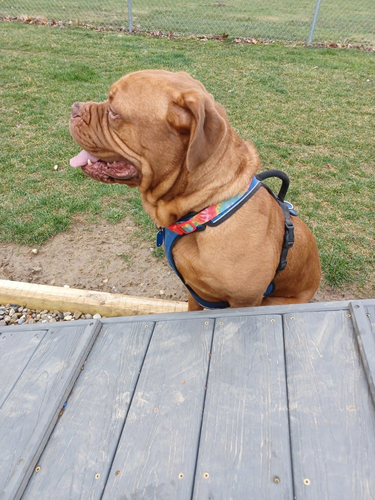 Brutis II, a Dogue de Bordeaux tested with EmbarkVet.com