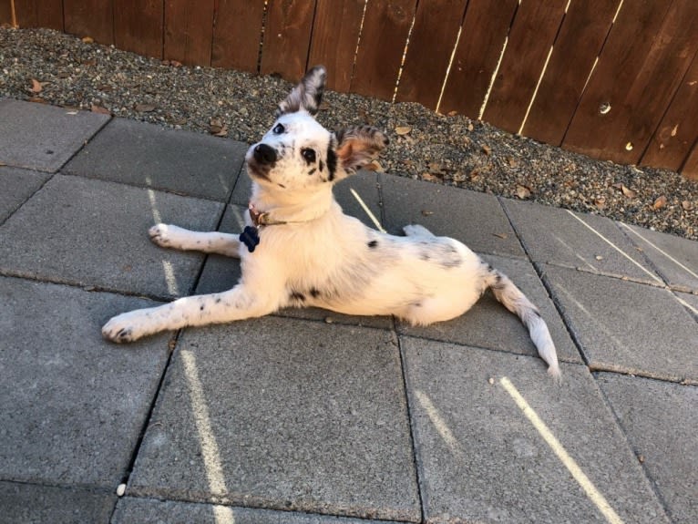 Pepper, a Border Collie and Australian Cattle Dog mix tested with EmbarkVet.com