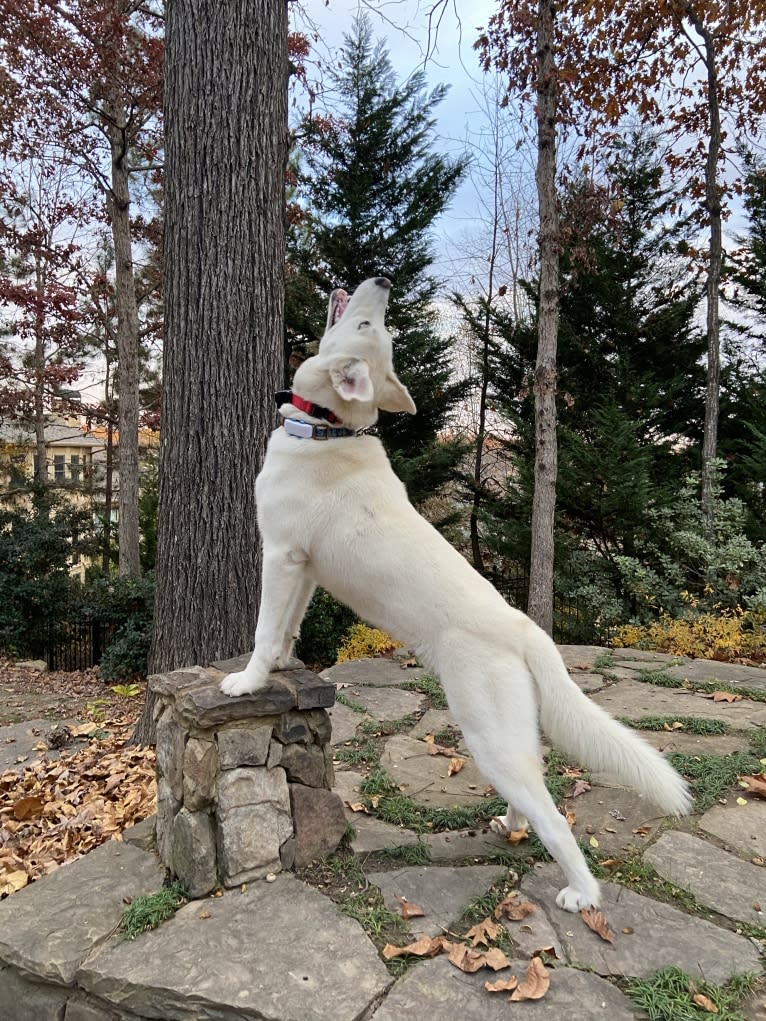 Dash, a Gerberian Shepsky (12.7% unresolved) tested with EmbarkVet.com