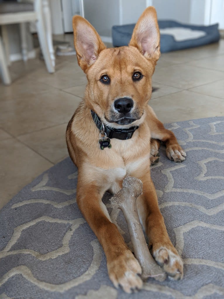 Nico, a Siberian Husky and Rottweiler mix tested with EmbarkVet.com