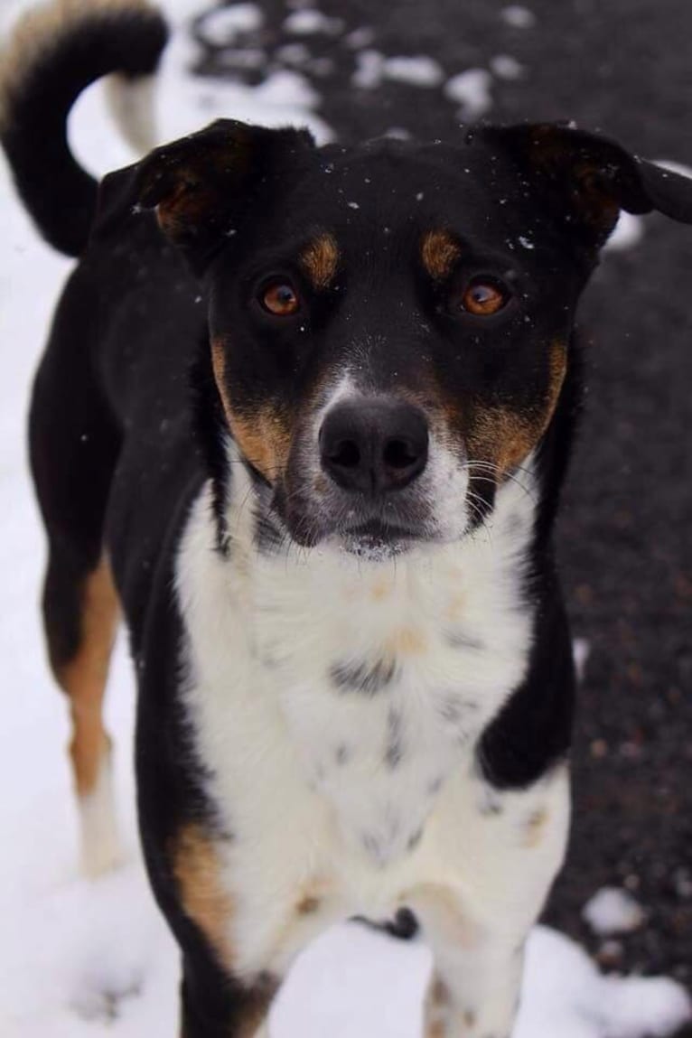 Gypsy, a Siberian Husky and American Pit Bull Terrier mix tested with EmbarkVet.com