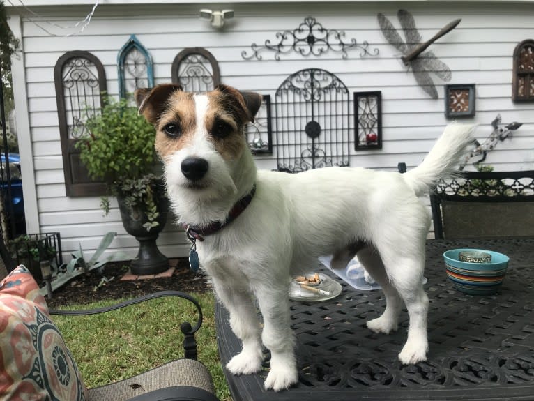 Pierre, a Russell-type Terrier tested with EmbarkVet.com