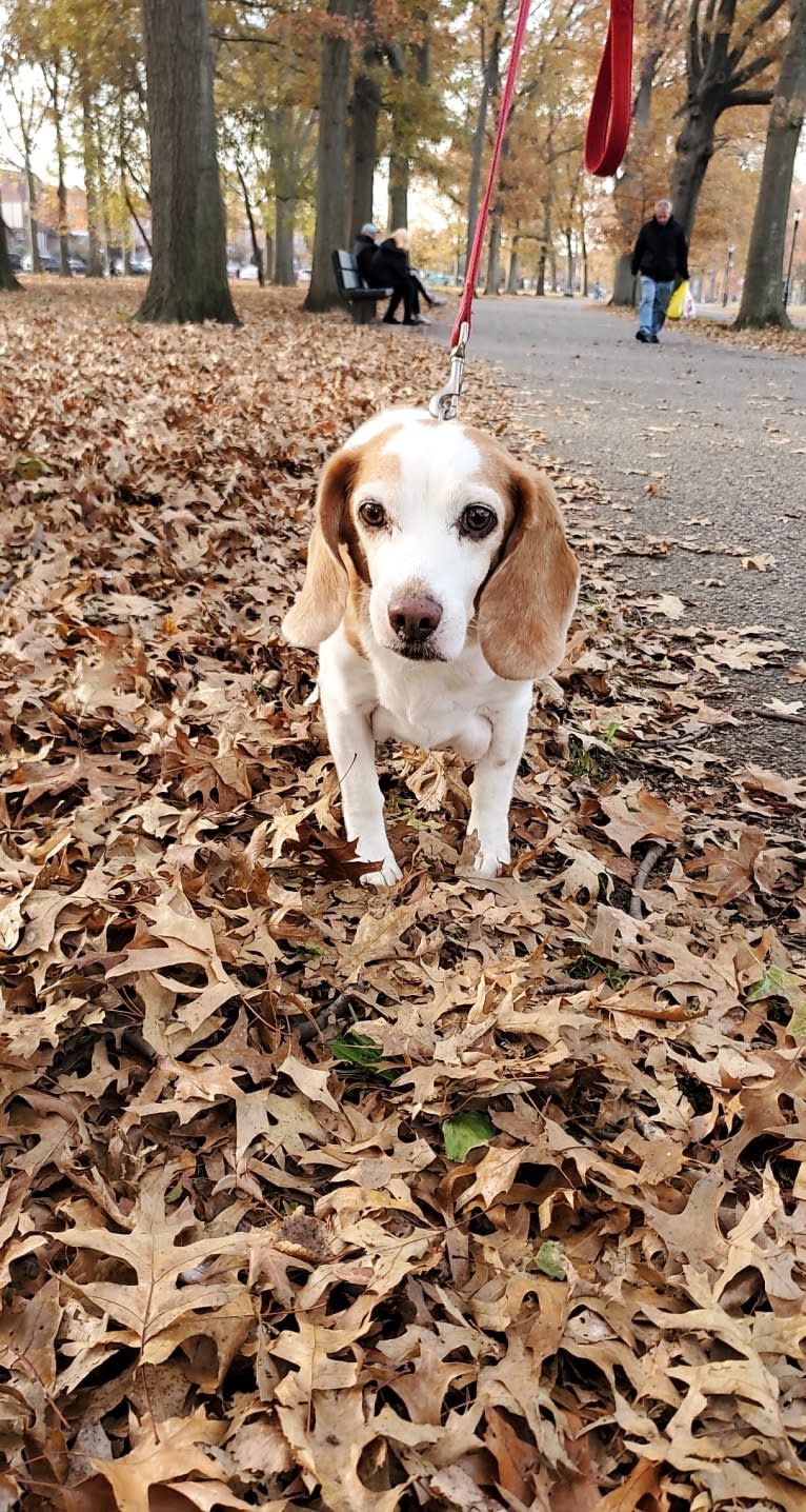 Tucker, a Beagle tested with EmbarkVet.com