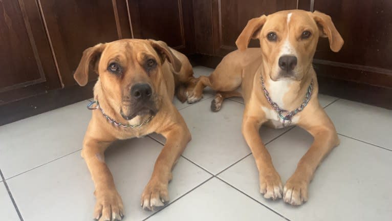 Her name is Sage, an American Bulldog and Labrador Retriever mix tested with EmbarkVet.com