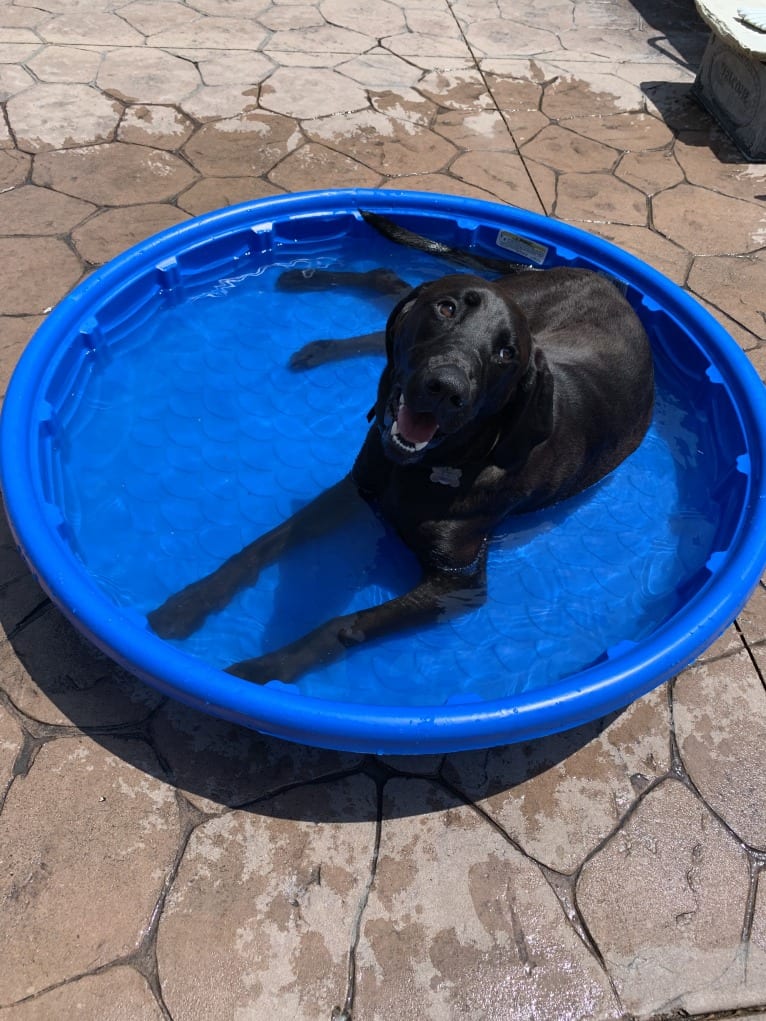 Henry, a Labrador Retriever and Redbone Coonhound mix tested with EmbarkVet.com
