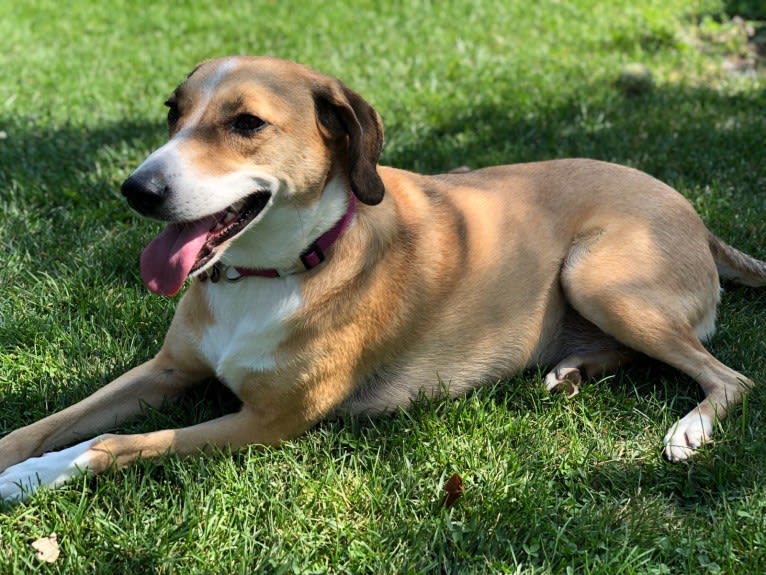 Carmela, an European Village Dog tested with EmbarkVet.com