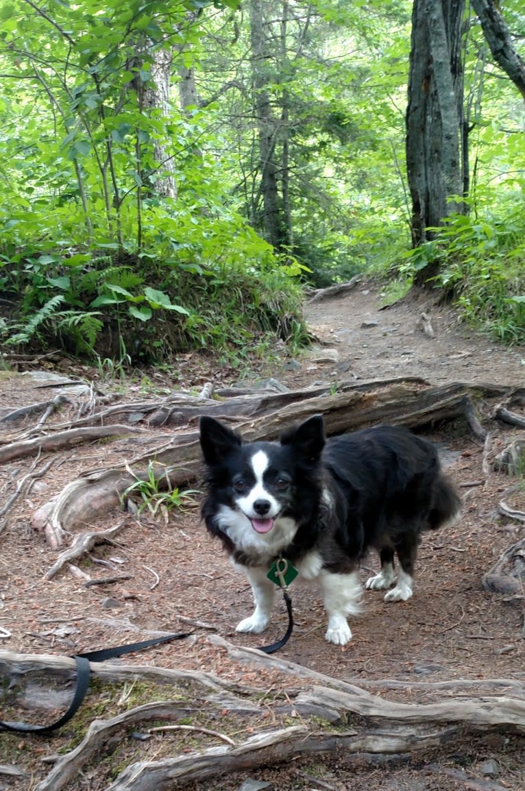 Daisy, a Chihuahua tested with EmbarkVet.com