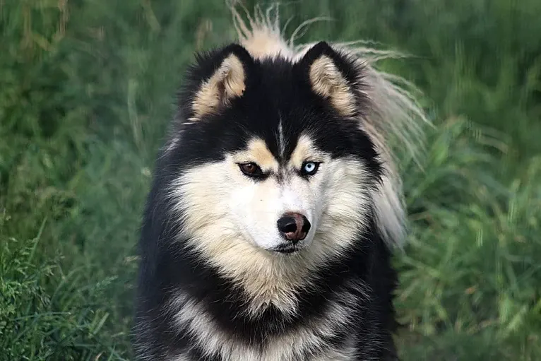 "NEO" NOVEL SIBERIAN'S SLEIGH RIDE, a Siberian Husky tested with EmbarkVet.com