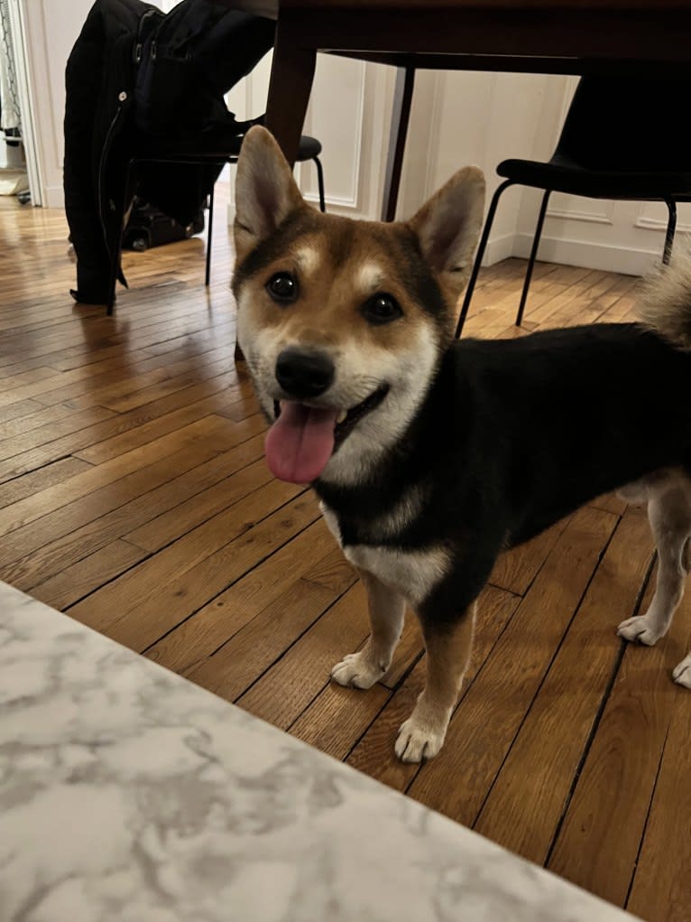 Arthur, a Shiba Inu tested with EmbarkVet.com