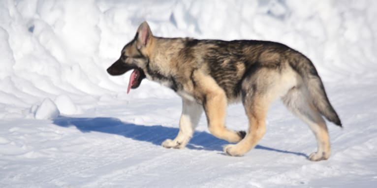 Darla, a German Shepherd Dog and Alaskan Malamute mix tested with EmbarkVet.com