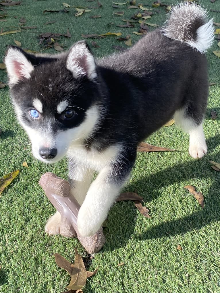 Nika, a Pomsky tested with EmbarkVet.com