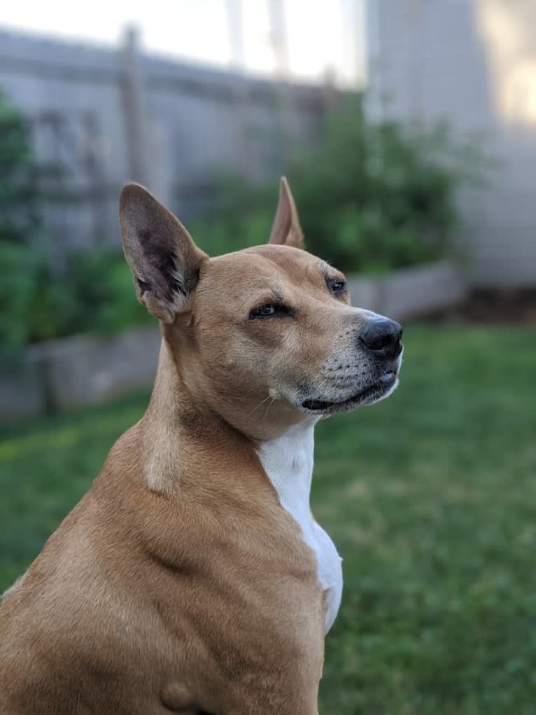 Hanzo, a Basenji and American Pit Bull Terrier mix tested with EmbarkVet.com