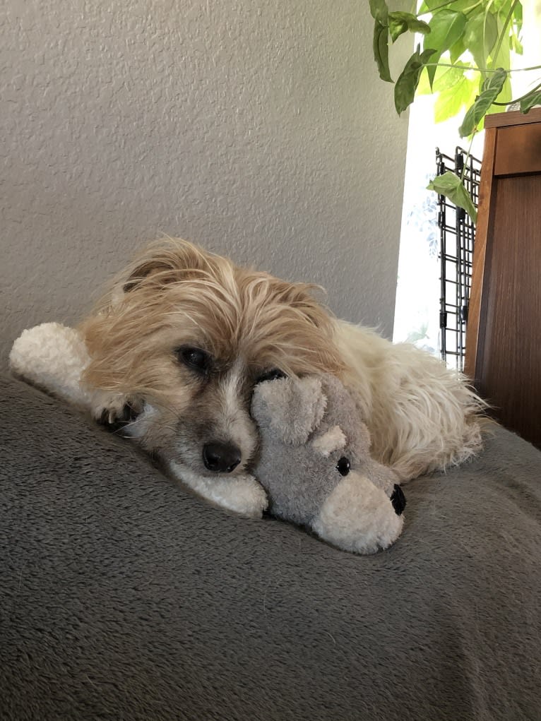 Puff, a Russell-type Terrier tested with EmbarkVet.com