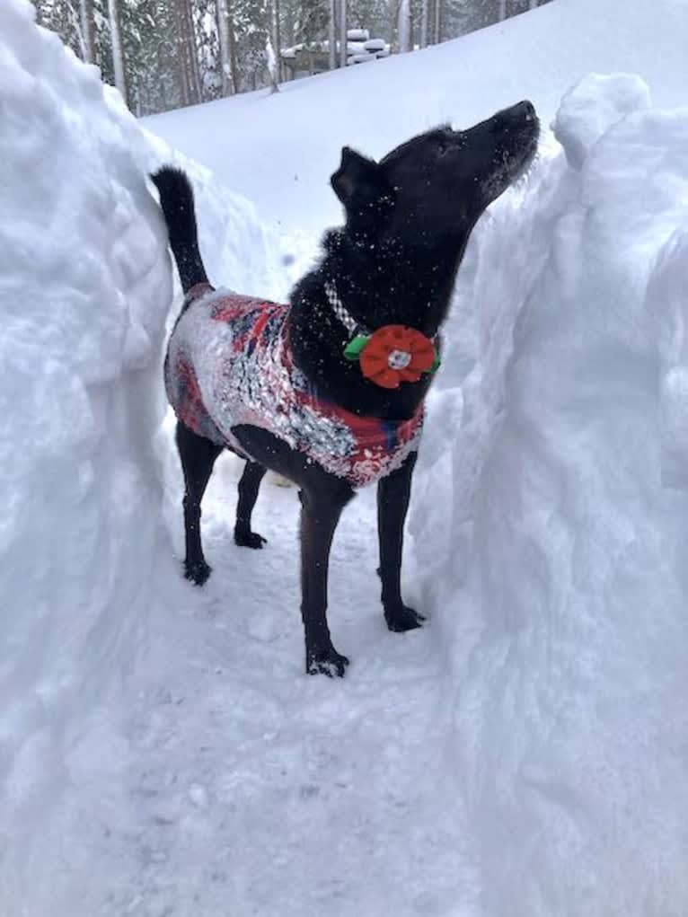 RoofyRoo, a Formosan Mountain Dog tested with EmbarkVet.com