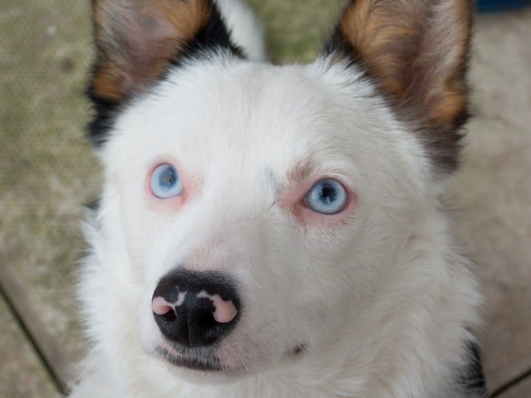 Mixie, a Border Collie tested with EmbarkVet.com