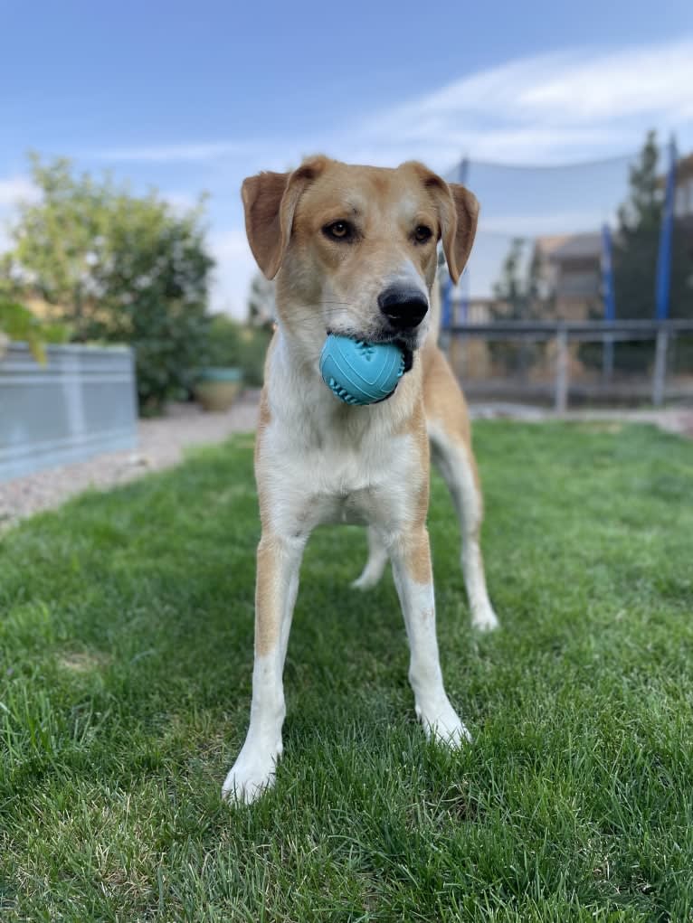 Bear, a Great Pyrenees and Australian Cattle Dog mix tested with EmbarkVet.com