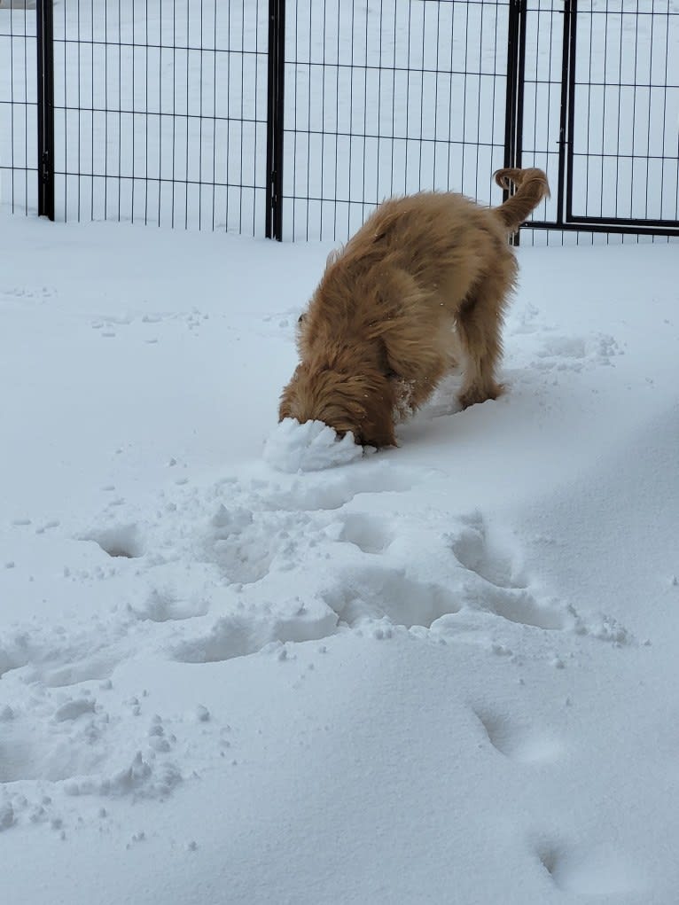 Tobias Lincoln, a Goldendoodle tested with EmbarkVet.com