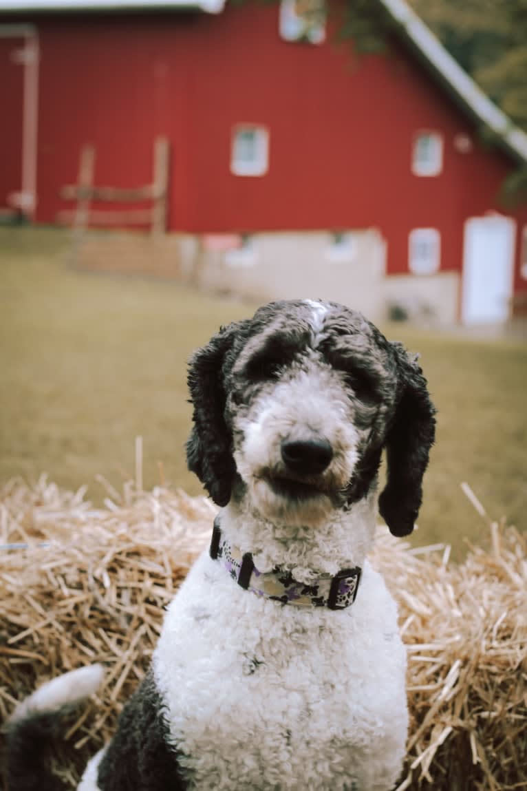 Dixie, a Poodle (Standard) tested with EmbarkVet.com