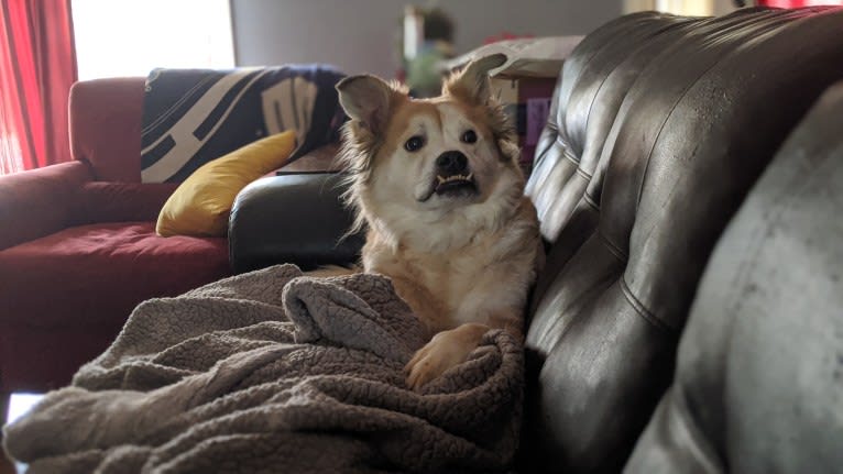 Chester, an American Eskimo Dog and Chow Chow mix tested with EmbarkVet.com