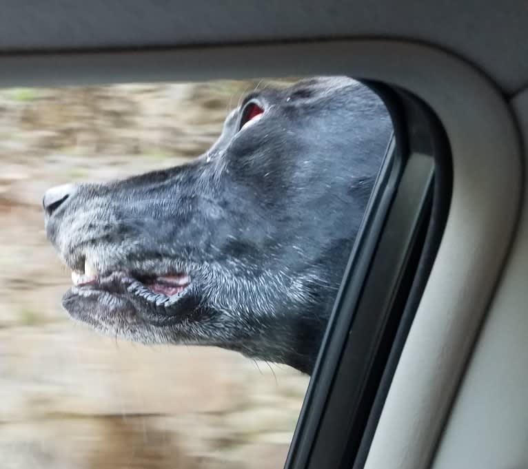 Happy, a Labrador Retriever and Bluetick Coonhound mix tested with EmbarkVet.com