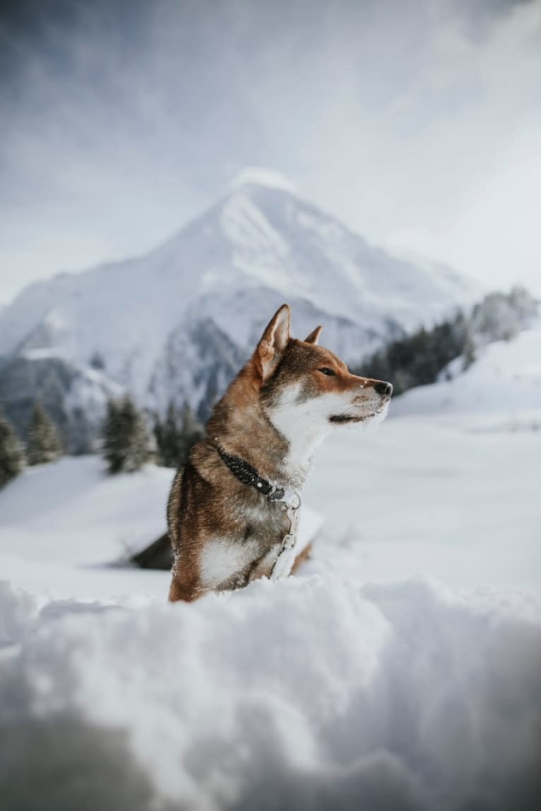 Hikiro Bijin Shinrin Yoku Sou, a Shikoku tested with EmbarkVet.com