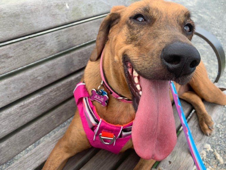 Julie, a Redbone Coonhound and Plott mix tested with EmbarkVet.com