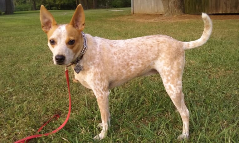 Warrah, an Australian Cattle Dog and Chihuahua mix tested with EmbarkVet.com