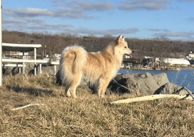 “Oyster” Valhalla’s House of the Rising Sun, an Icelandic Sheepdog tested with EmbarkVet.com