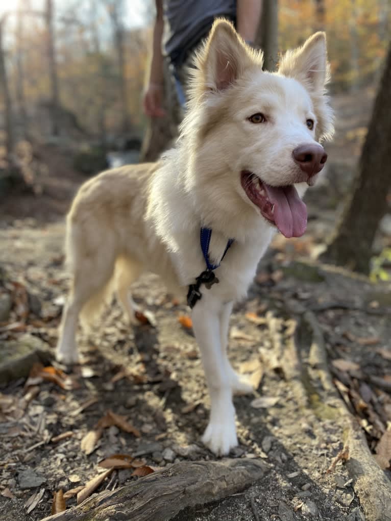 Odie, a Siberian Husky and Australian Cattle Dog mix tested with EmbarkVet.com