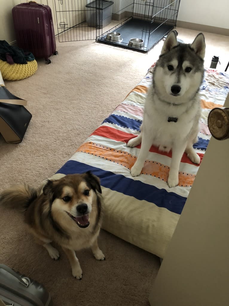 Timber, a Siberian Husky tested with EmbarkVet.com
