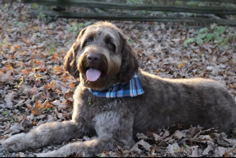 Finn, a Poodle (Standard) and Australian Shepherd mix tested with EmbarkVet.com