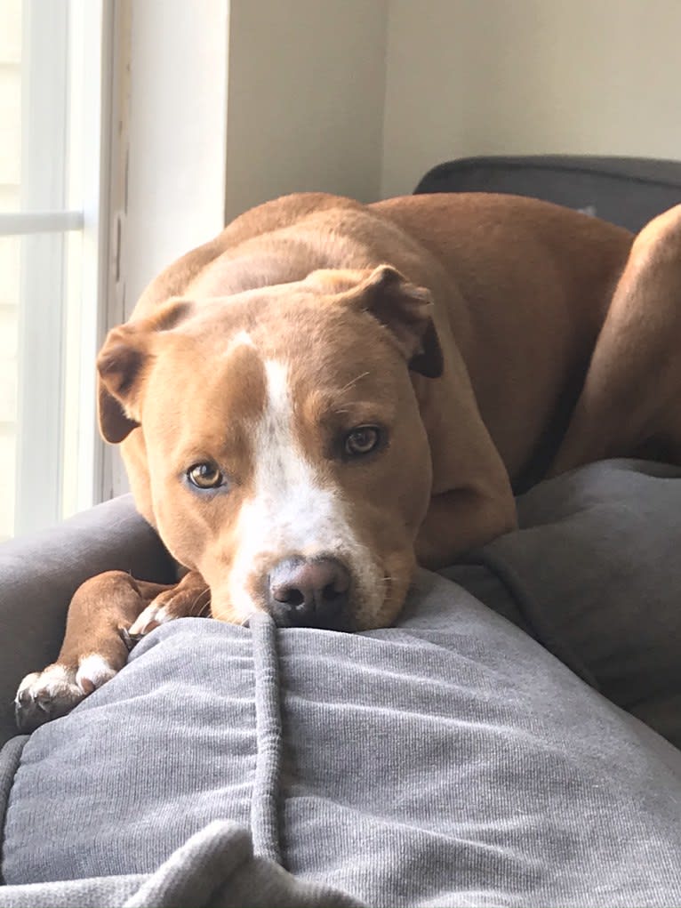 Oscar, an American Pit Bull Terrier and Dachshund mix tested with EmbarkVet.com