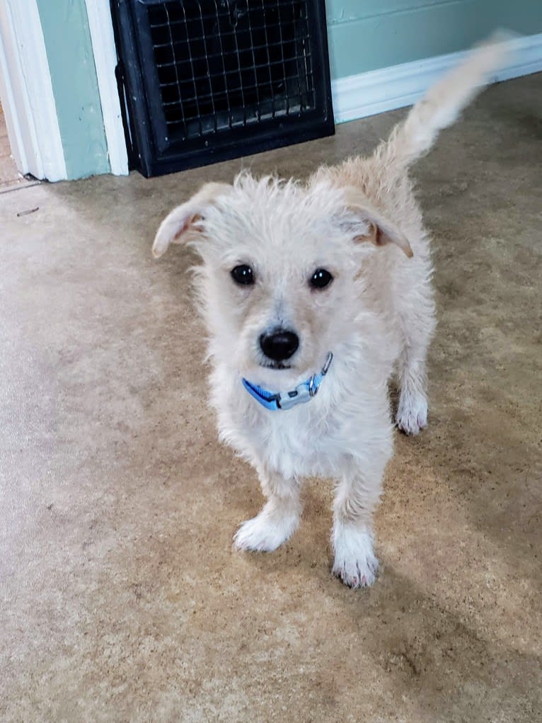 Laka, a Chihuahua and Poodle (Small) mix tested with EmbarkVet.com