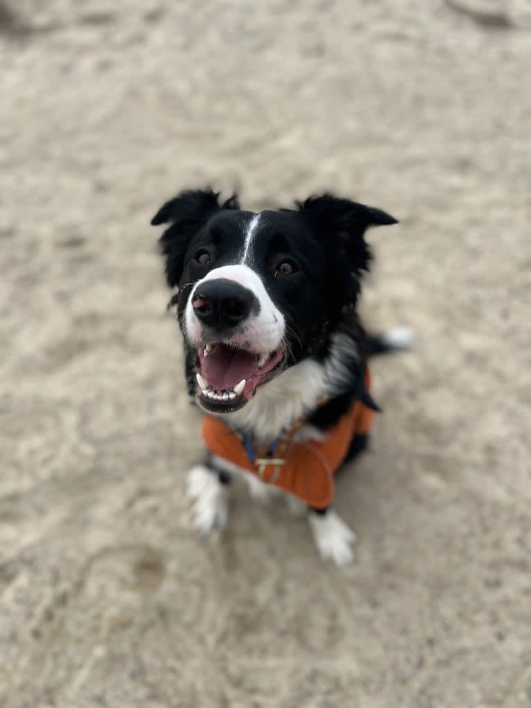 DDF Arlo, a Border Collie tested with EmbarkVet.com