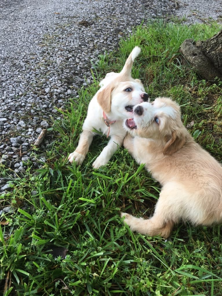 Leo, a Beagle and Golden Retriever mix tested with EmbarkVet.com