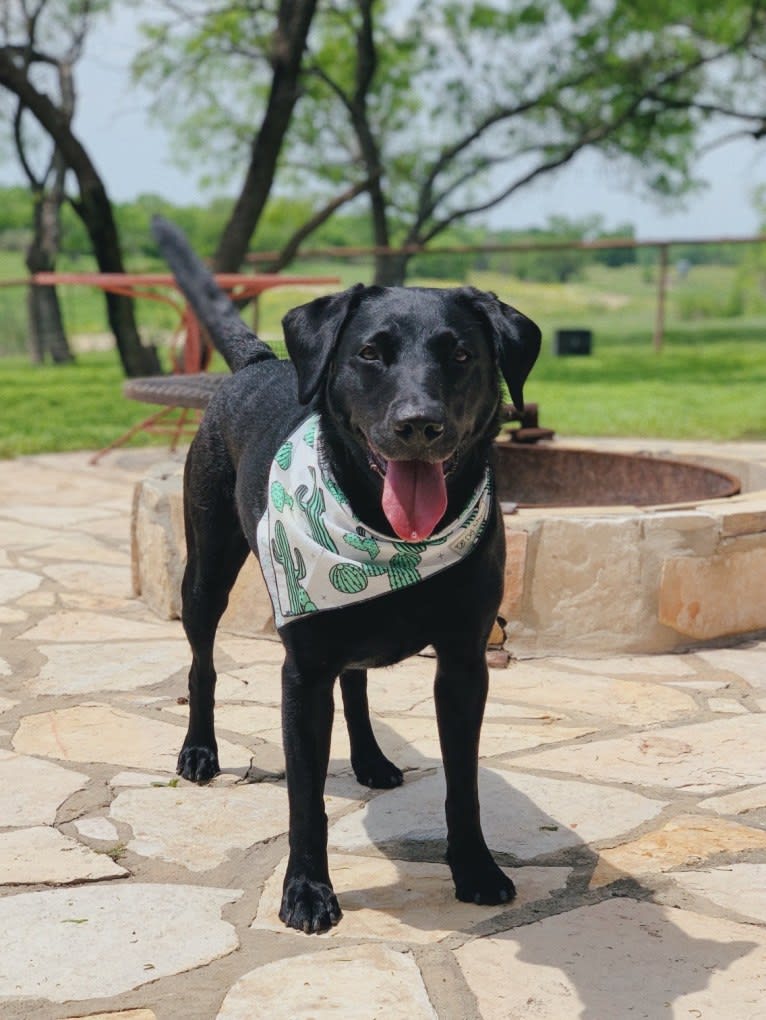 Tia, a Labrador Retriever tested with EmbarkVet.com